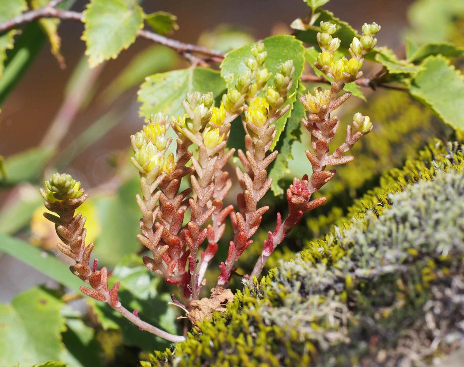 Stonecrop, Annual